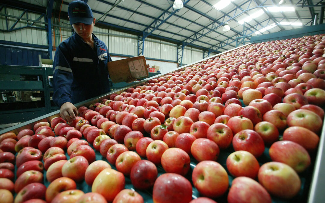 Exportadores buscan mejorar aranceles para ingreso de frutas frescas a Corea del Sur