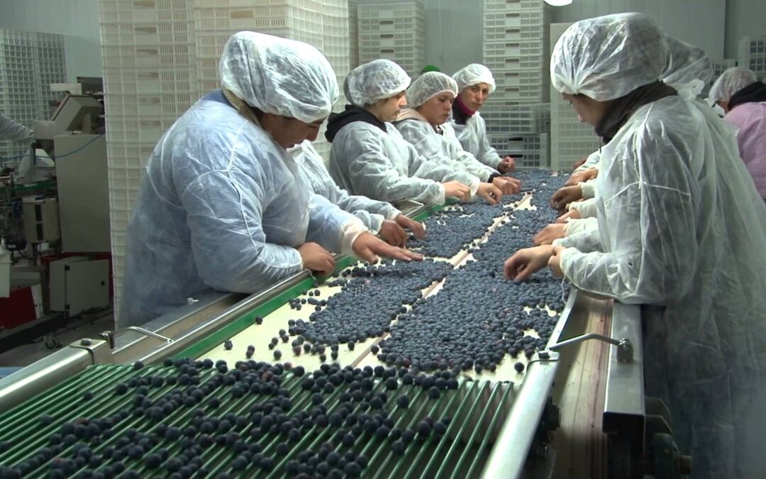 Preocupación en los exportadores de frutas por el anuncio de paralización portuaria