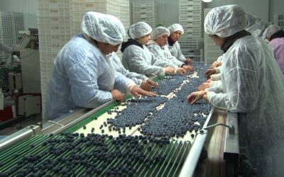 Preocupación en los exportadores de frutas por el anuncio de paralización portuaria