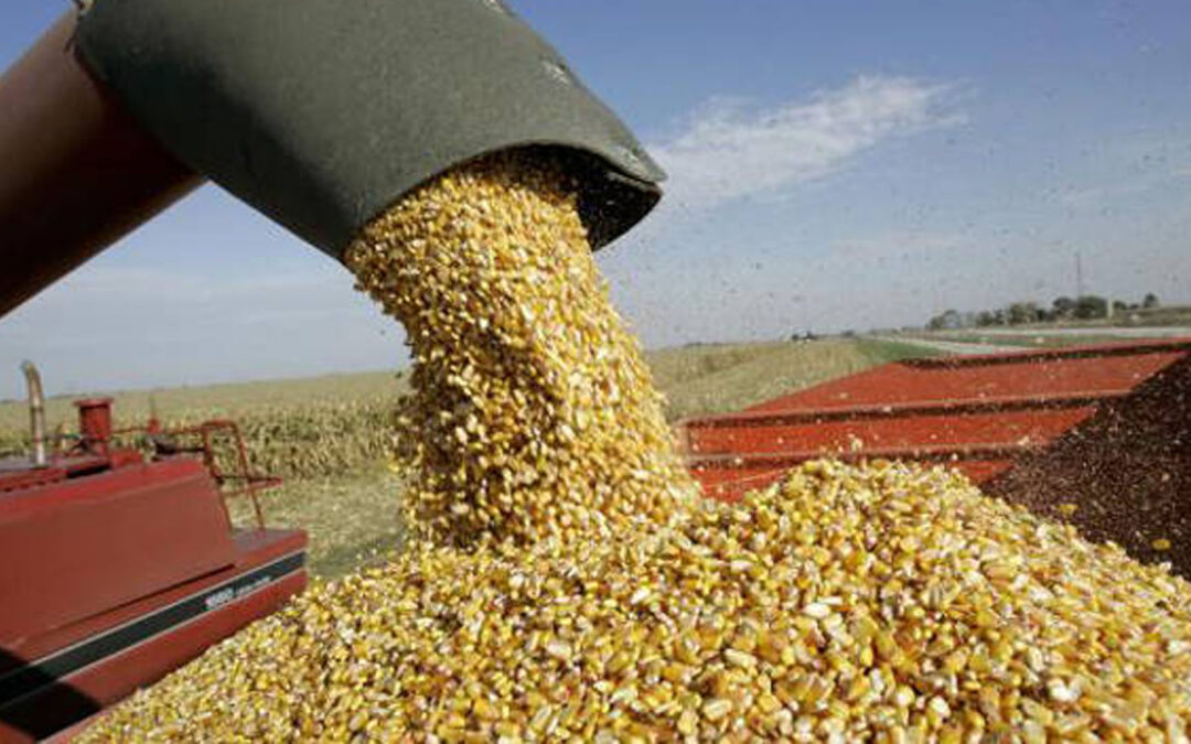 Más dólares para el Gobierno de Javier Milei: exponencial crecimiento de las exportaciones de trigo en enero